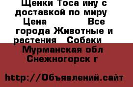 Щенки Тоса-ину с доставкой по миру › Цена ­ 68 000 - Все города Животные и растения » Собаки   . Мурманская обл.,Снежногорск г.